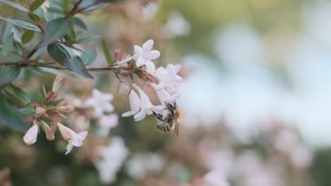 Abejorro-Inglés-Peludo-Bebiendo-Néctar-Pollenando-Hermosas-Flores-Blancas-Linnaea-Grandiflora-Vista-Lateral-Cámara-Lenta-Bombus-Pascorum