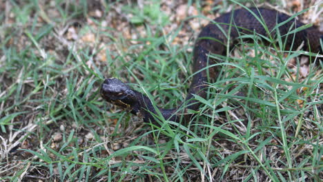 This-is-a-video-of-a-juvenile-venomous-Water-Moccasin-snake