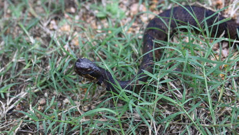 Este-Es-Un-Video-De-Una-Serpiente-Mocasín-De-Agua-Venenosa-Juvenil