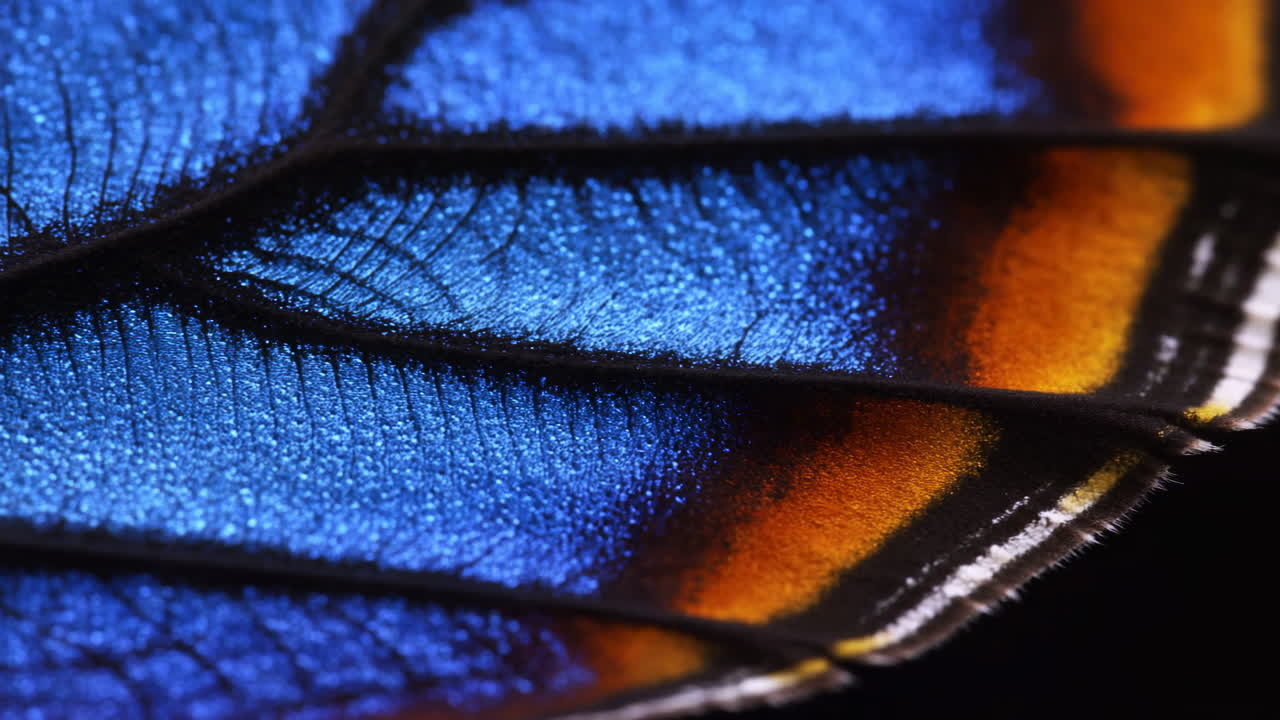 Vibrant Blue and Orange Butterfly Wing Macro Detail