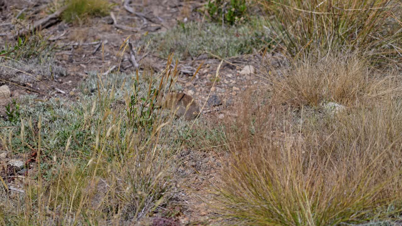 A still 4K close-up shows a ground squirrel in Yosemite National Park. Ideal wildlife clip for nature, travel or conservation‐themed projects