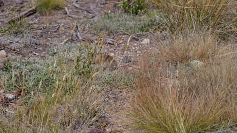 a still 4k close-up shows a ground squirrel in yosemite national park. ideal wildlife clip for nature, travel or conservation‐themed projects