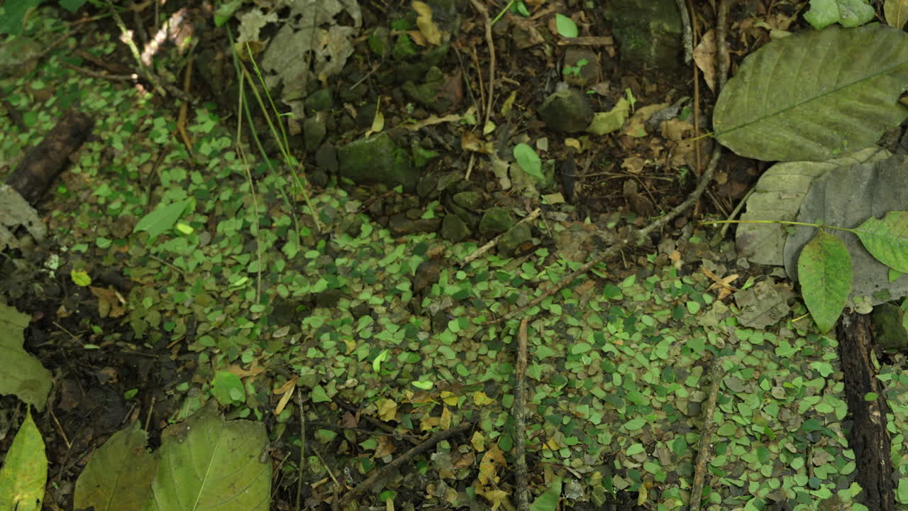 Un primo piano affascinante di operose formiche tagliafoglie che trasportano meticolosamente frammenti di foglie sul suolo di una foresta tropicale. La vivida vegetazione verde contrasta magnificamente sotto la luce naturale.