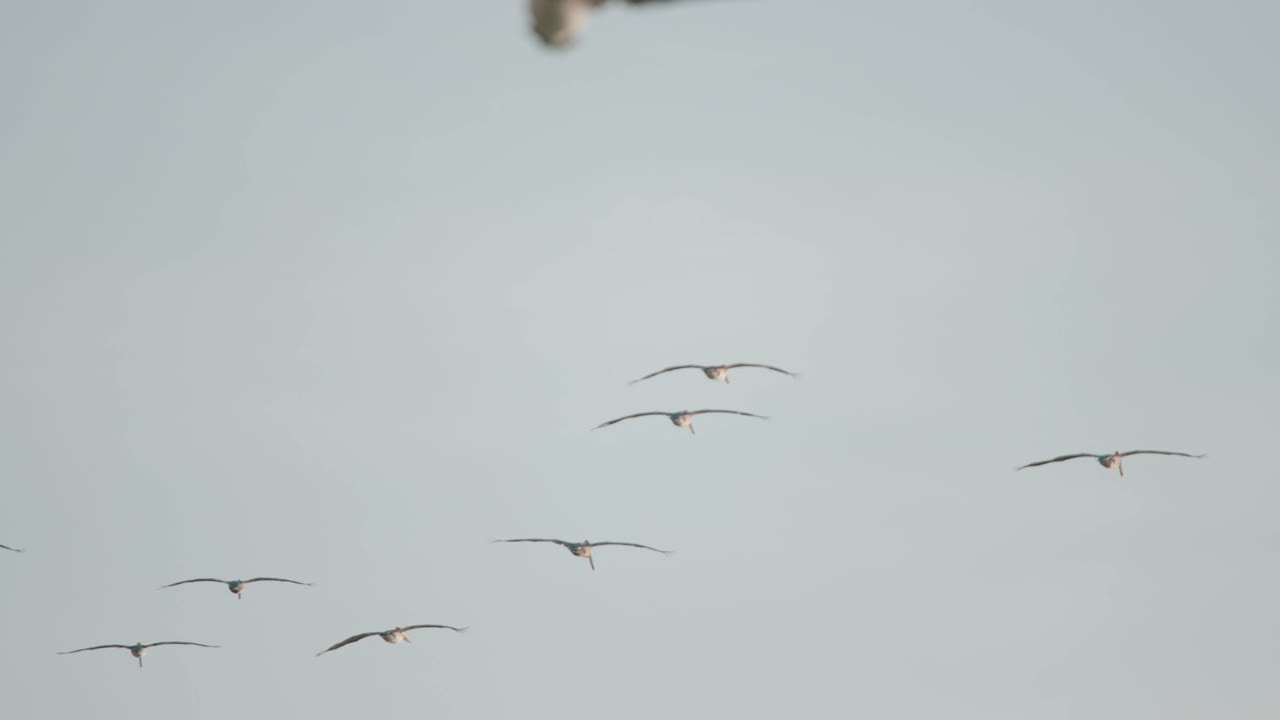 새 들 이  ⁇  에서 해안 위 를 날아다니고 있다