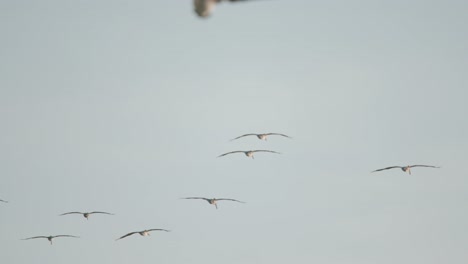 birds flying over a coast in the sun