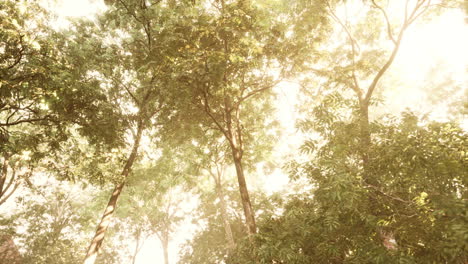 bosque místico colorido con rayos de sol y destellos de lentes por la mañana