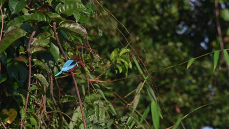 White-throated-Kingfisher,-Halcyon-smyrnensis,-4K-Footage