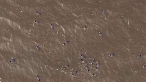 Aerial-view-of-ducks-swimming-in-the-lake