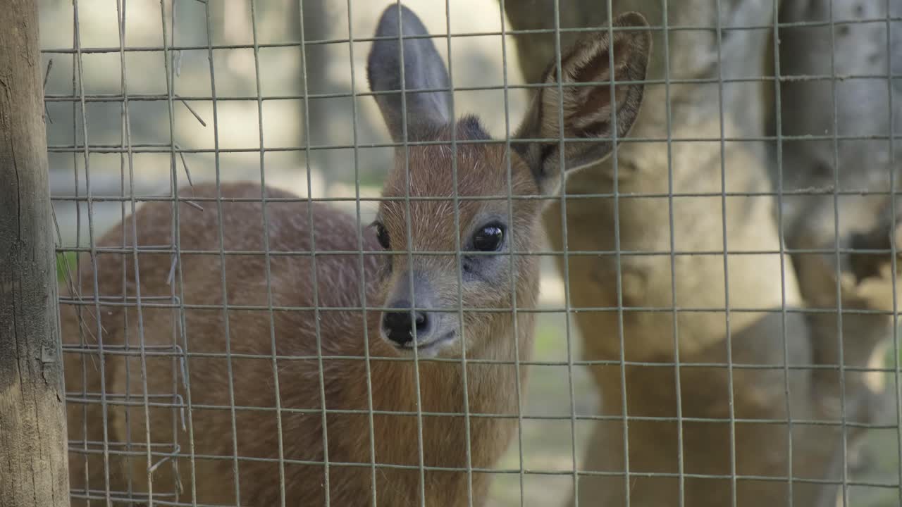 diminuto cervatillo bebé mirando detrás del recinto de la cerca del zoológico de malla metálica