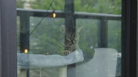 Gato-Atigrado-Relajándose-En-Casa-Mirando-Una-Ventana-De-Vidrio