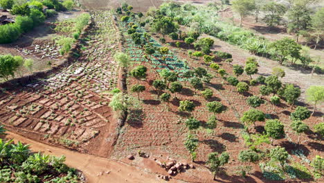 slowy flying towards cultivated farmlands in rural kenya