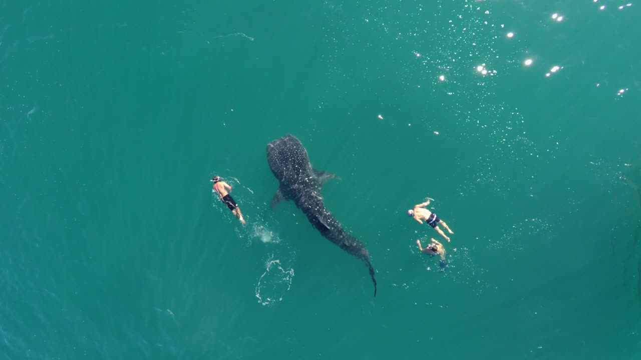 코르테즈, 라파즈, 바하 캘리포니아 수르