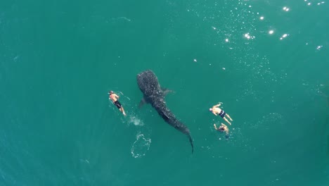 aerial cenital plane shot of a group of tourists swimming with a larget whale shark swimming in the sea of cortez, la paz, baja california sur