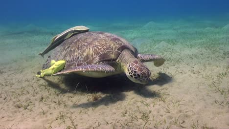 tortue de mer verte et pilote nageant sur l'herbe de mer dans la mer rouge