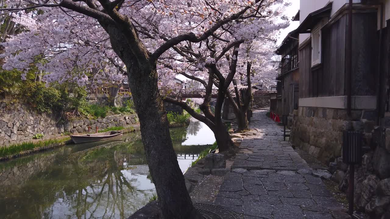 pétalos de flores de cerezo cayendo sobre la hermosa escena del canal japonés