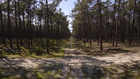 vista de 4k de un camino sucio que divide un bosque de pinos con la cámara moviéndose hacia atrás, 60fps