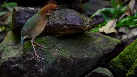 La-Pitta-De-Nuca-Oxidada-Es-Un-Ave-Confiada-Que-Se-Encuentra-En-Hábitats-De-Bosques-Montañosos-De-Gran-Altura,-Hay-Muchos-Lugares-En-Tailandia-Para-Encontrar-Esta-Ave