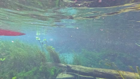 crystal clear underwater river spring