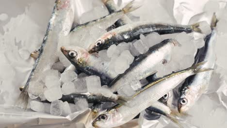 fresh sardines on ice