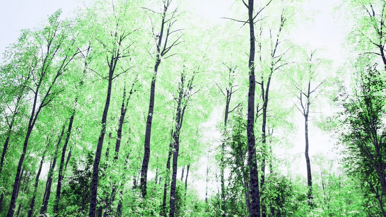 Lush green trees reaching for the sky in a serene forest setting