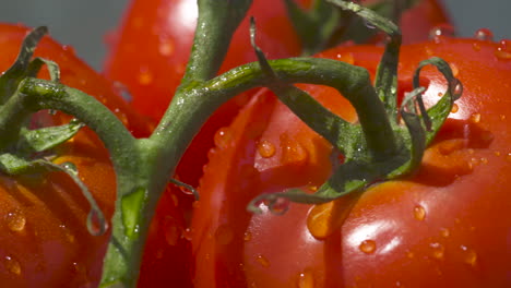 Macro-close-up-of-plump,-juicy,-bright-red,-vine-ripened-tomatoes-dripping-wet-in-the-summer-sun
