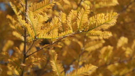 metasequoia tree with lush foliage during autumn season