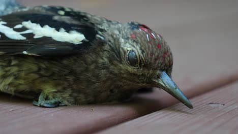 close up on injured yellow-bellied sapsucker woodpecker - breathing and blinking on ground