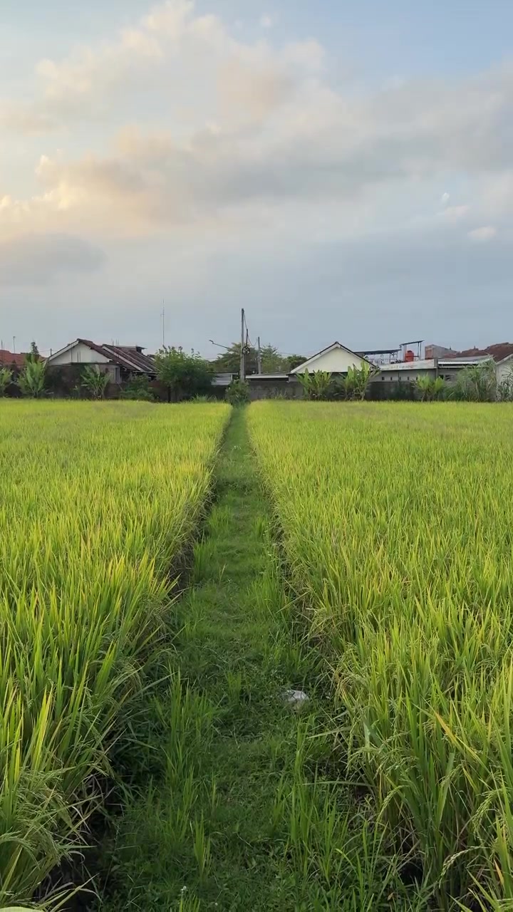 Sentiero stretto attraverso una risaia verde lussureggiante al tramonto