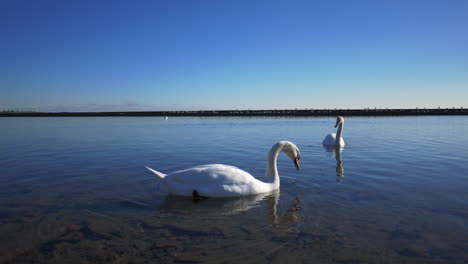 esta es una filmación de dos cisnes nadando en el lago azul de ontario en toronto están cerca de lakeshore blvd a fines del otoño de 2018