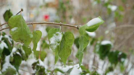 close-up of green shrubbery draped in fresh snow, displaying intricate ice crystals on leaf edges against a blurred wintry backdrop