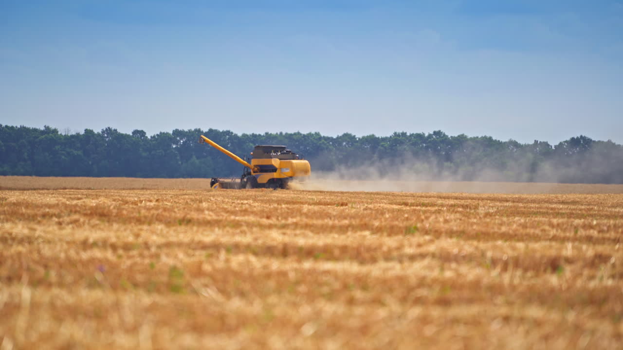 Golden wheat combine harvesting on the field. Industrial yellow ceareal farmland.