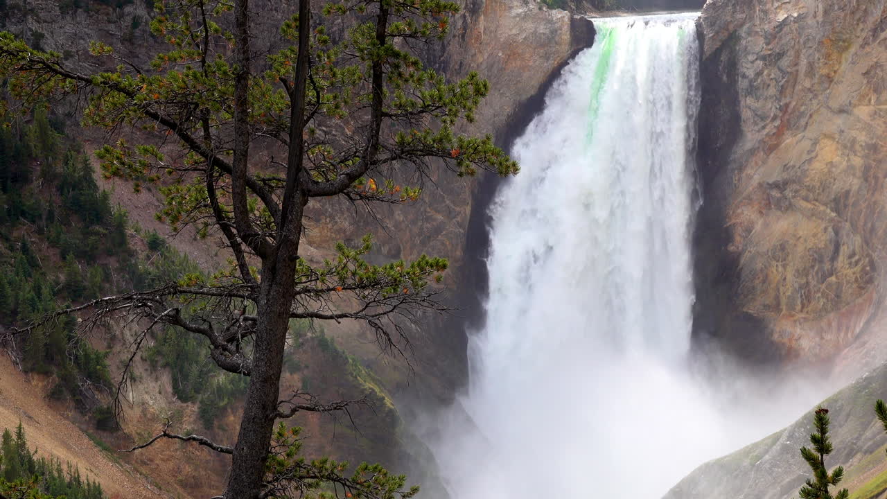 plano medio de las cataratas inferiores de yellowstone con un árbol en primer plano