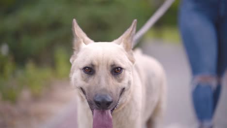 close up of a dog walking in the park