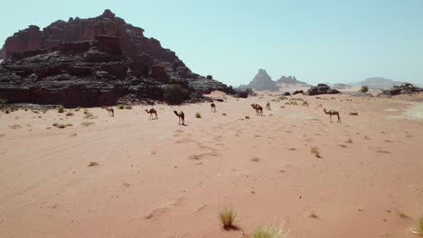 camellos salvajes en el desolado desierto del sahara del oasis de djanet en argelia, áfrica del norte