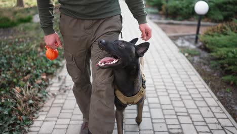 cropped view a man walks by house yard with service dog in military protective collar