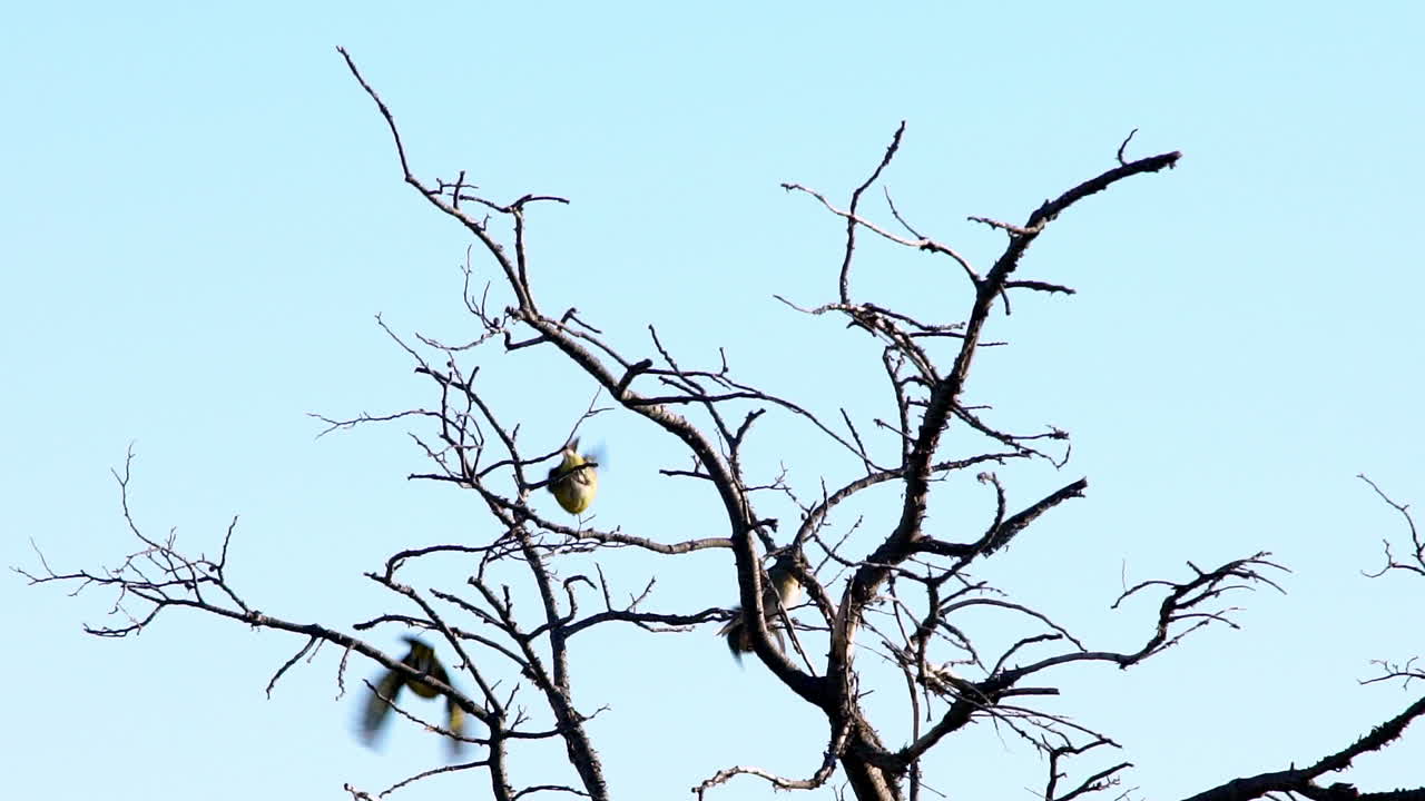 Long Tailed Meadowlarks Perched On Tree Before Flying Away Against Blue Sky