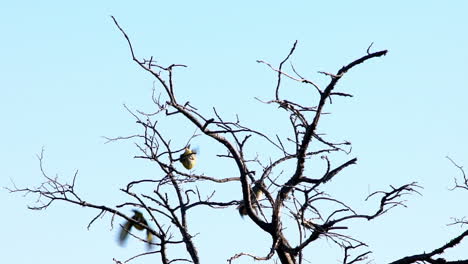 Long-Tailed-Meadowlarks-Perched-On-Tree-Before-Flying-Away-Against-Blue-Sky