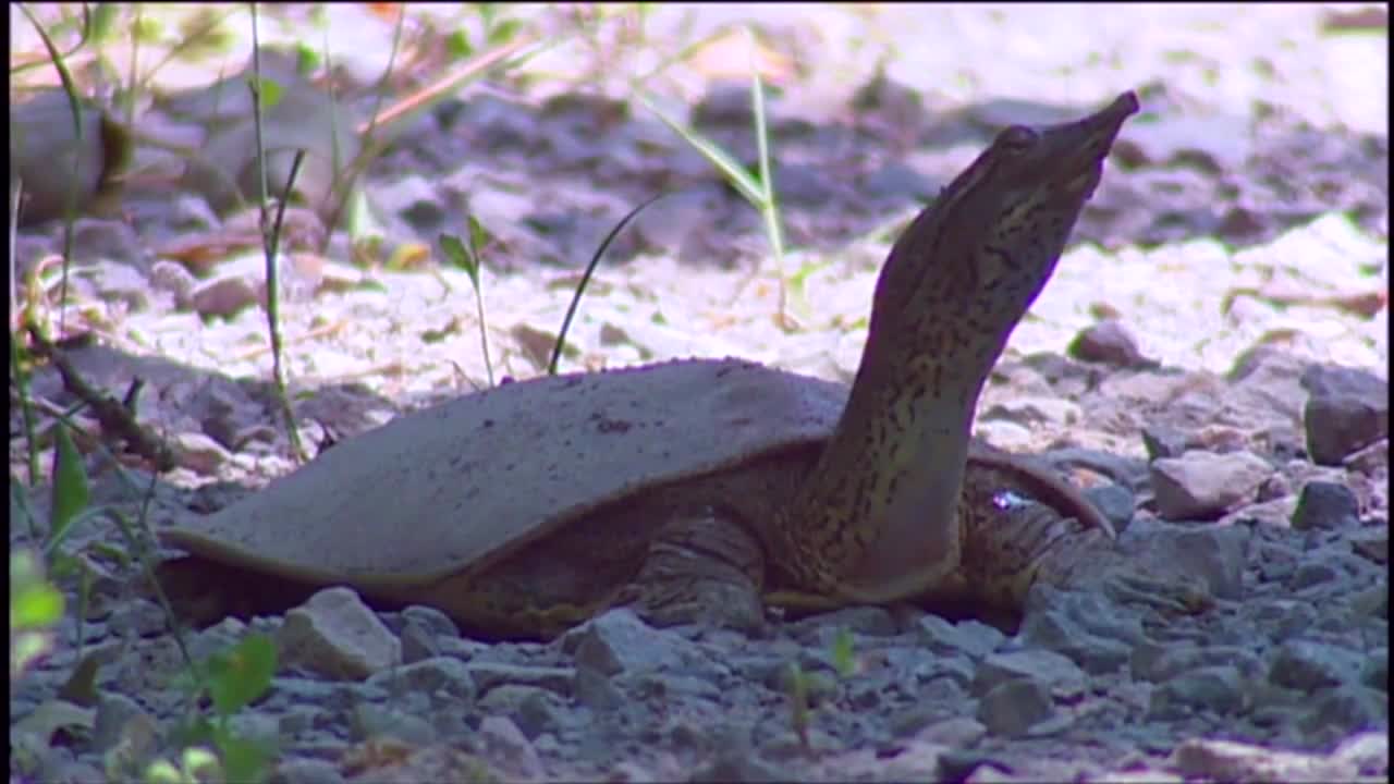 An Eastern Spiny Softshell Turtle In Its Habitat