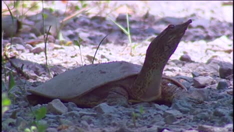 An-Eastern-Spiny-Softshell-Turtle-In-Its-Habitat