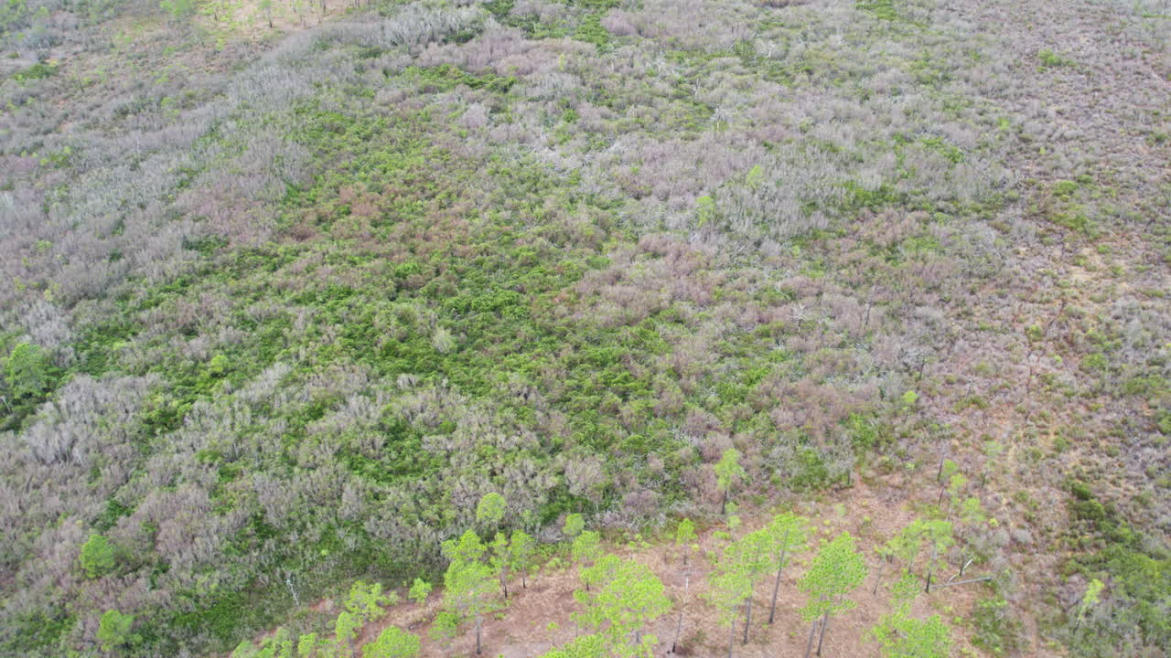 gran tiro de dron del bosque sobre el dosel de los árboles en el invierno