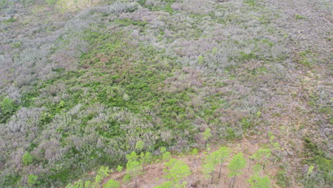 Gran-Tiro-De-Dron-Del-Bosque-Sobre-El-Dosel-De-Los-árboles-En-El-Invierno