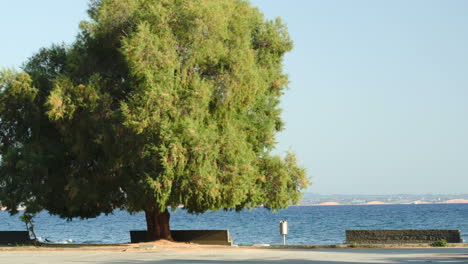 Strandpromenade-Mit-Bänken-Und-Grünem-Baum