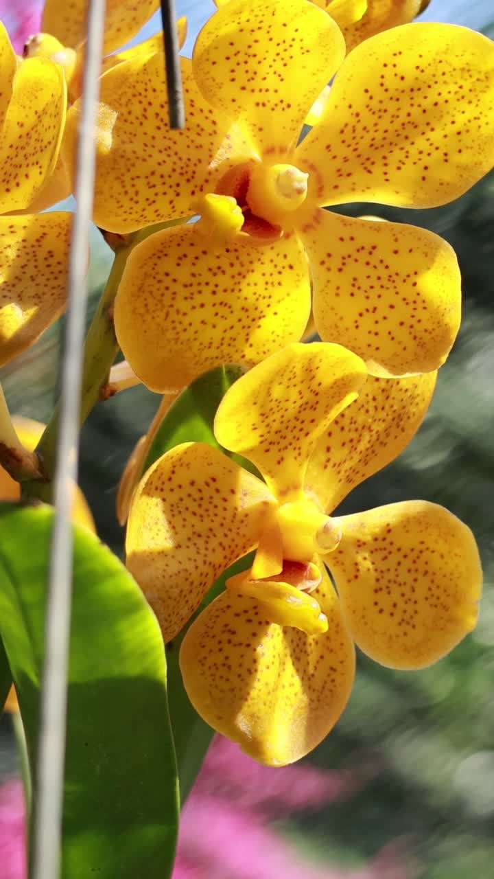 Orchidee gialle ondeggiano dolcemente in un giardino illuminato dal sole, circondate da una vegetazione lussureggiante e colori vivaci.