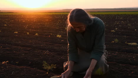 elderly person planting seeds in a field at sunset
