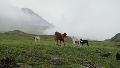 cows grazing in a misty mountain valley