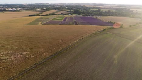 Fliegt-Langsam-Von-Wunderschönen-Hellvioletten-Lavendelfeldern-Weg,-Um-Einen-Atemberaubenden-Goldenen-Sonnenuntergang-Zu-Enthüllen