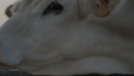 free-grazing-cows-and-breeding-in-the-Italian-plain-in-Puglia