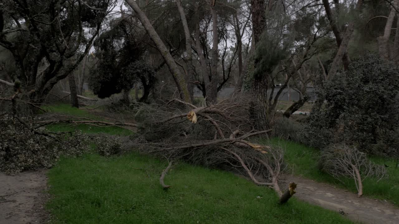 Fallen trees in Madrid largest park Casa de Campo after Filomena snow blizzard in January 2021 with 500 thousand trees affected