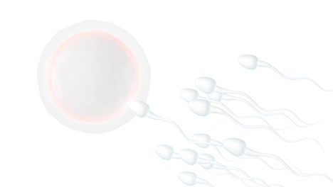 the union of sperm and an egg cell, 3d rendering.