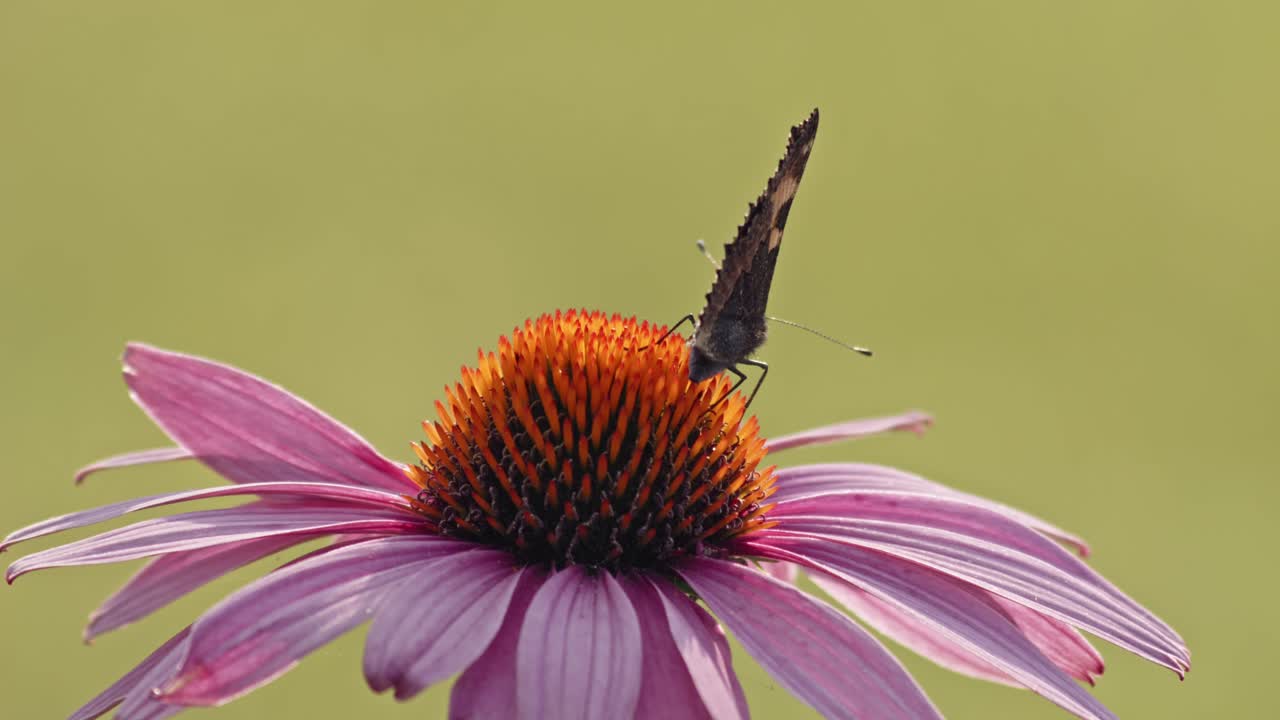 Small Tortoiseshell Butterfly eating Nectar From Purple Coneflower - macro shot